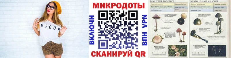 Галлюциногенные грибы Psilocybe Назарово